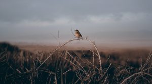 birding tour in Morocco