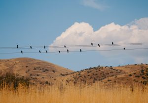 morocco desert bird tours